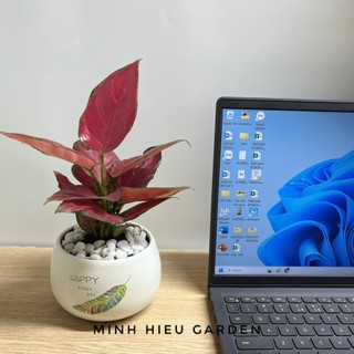 Cây vạn lộc đỏ trang trí nội thất trong nhà