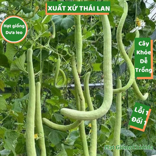 Hạt giống dưa leo Thái Lan quả siêu dài giòn ngọt dưa chuột rắn cây khỏe chịu nhiệt dễ trồng hạt F1 Hạt giống Chidida