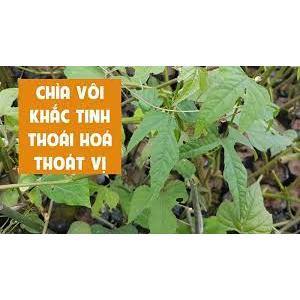 1kg cây chìa vôi tươi- hàng thu hái tự nhiên khách đặt mới hái