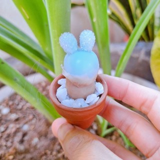 Sen đá đất sét Sen tai thỏ