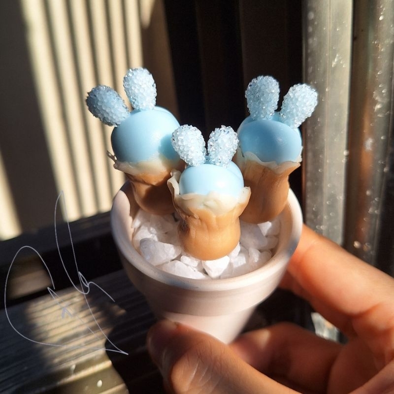 Sen đá đất sét Sen tai thỏ