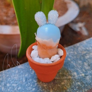 Sen đá đất sét Sen tai thỏ