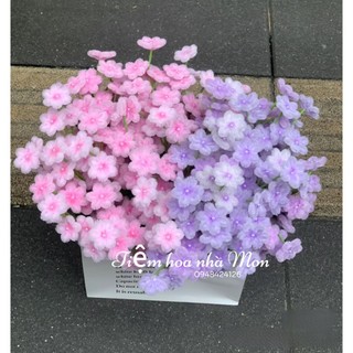 1 cành hoa cúc chi 5 bông dài 40cm