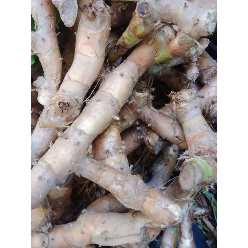 Củ mía dò 600gr (ủ làm giống)