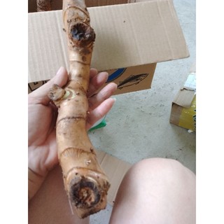 Củ mía dò 600gr (ủ làm giống)
