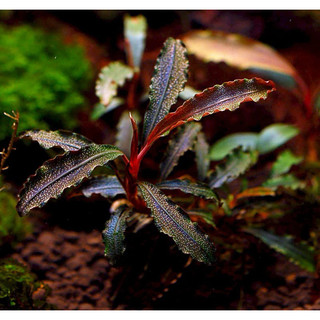 Bucephalandra 'SP Godzilla - Cây Thuỷ Sinh Trang Trí - AquaSeed