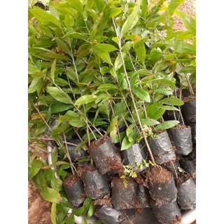 30 cây mai vàng cao 40 cm trở lên