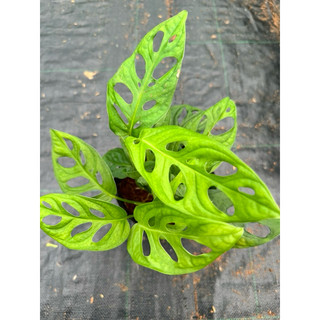 trầu bà lá lỗ ( adansonii )