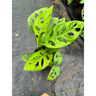 trầu bà lá lỗ ( adansonii )