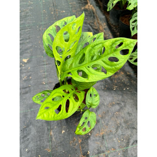 trầu bà lá lỗ ( adansonii )
