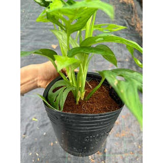 trầu bà lá lỗ ( adansonii )