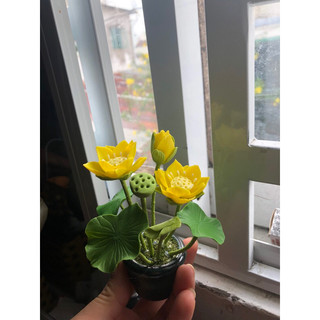 Chậu hoa mini , hoa sen , hoa súng.