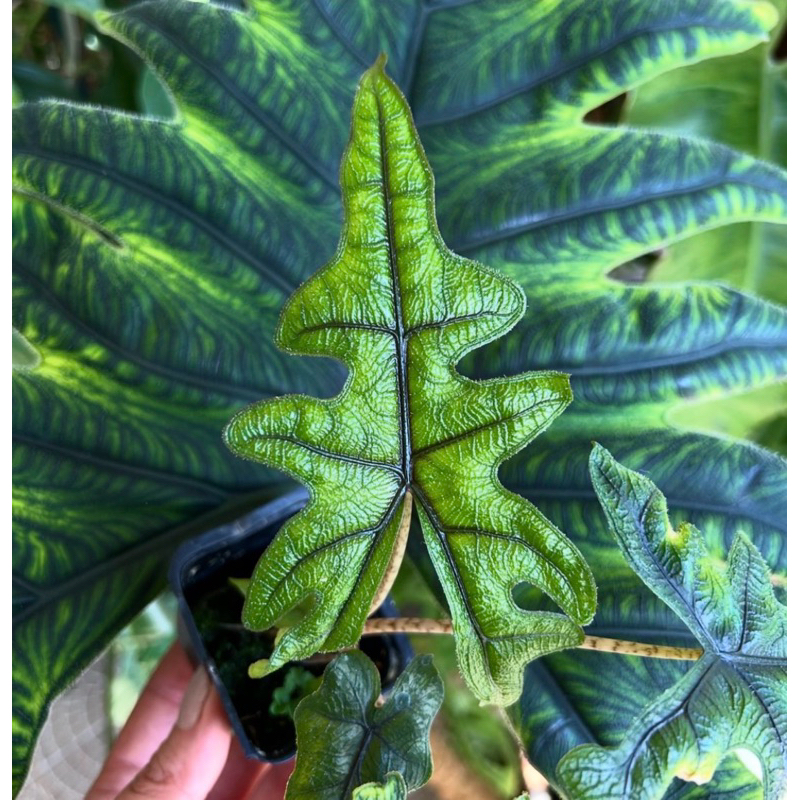 Chậu Alocasia Jacklyn | Kiểng lá