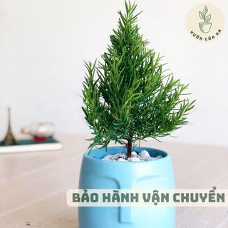 Cây hương thảo rosemary, cây cảnh hương liệu đuổi muỗi, gia vị Âu giá rẻ