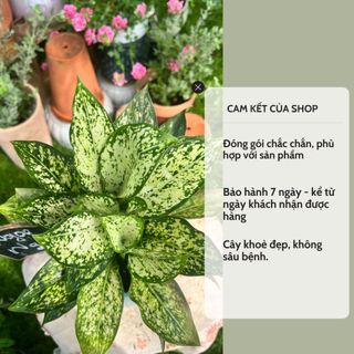 Cây Đông hầu, dừa kem