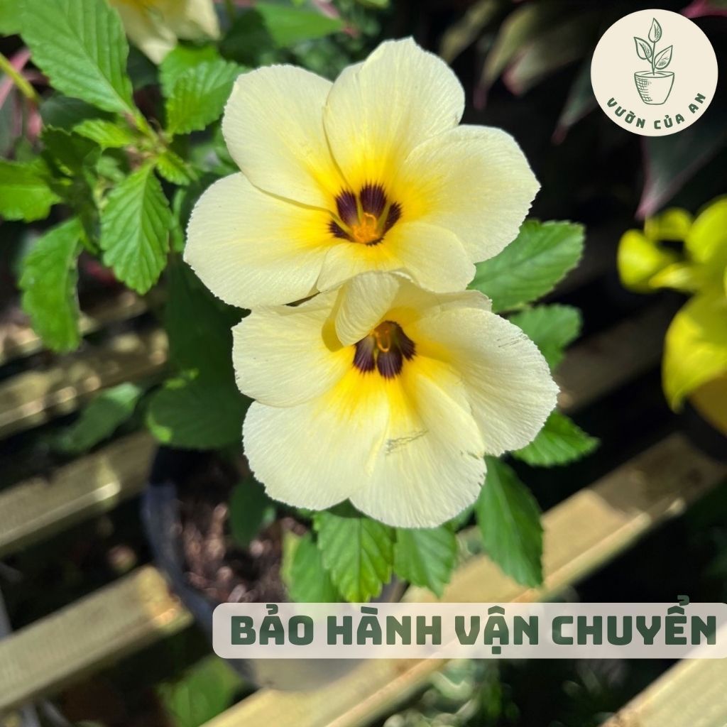 Cây Đông hầu, dừa kem