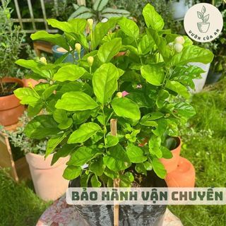 Cây Hoa Lài ta/Lài trà , cây trồng sân vườn, cảnh quan, hoa nở quanh năm, vườn của an