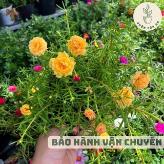 Cây Hoa Mười Giờ Cánh Kép cây cảnh trồng sân vườn hoa quanh năm cây giống sẵn hoa giá rẻ