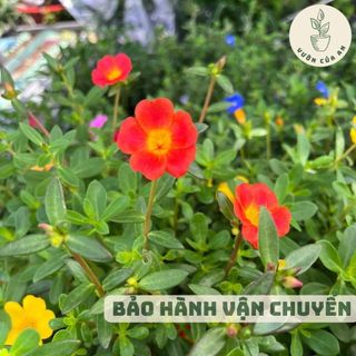 Hoa mười giờ Thái cánh đơn, cây giống đã ra hoa, cây cảnh trồng trang trí sân vườn lối đi ban công, vườn của an
