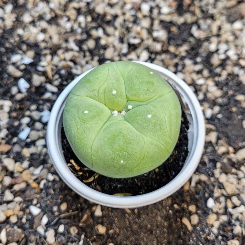 Xương rồng Lopho gieo hạt hoa hồng rễ củ size từ 4-5cm