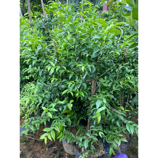 Cây mai chiếu thủy