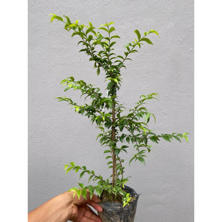 Cây mai chiếu thủy