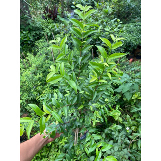 Cây mai chiếu thủy