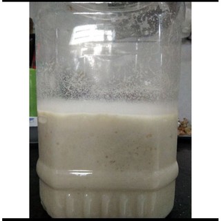 Cơm mẻ cái ( có thể dùng hoặc nuôi, 1kg)