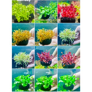 Cây thủy sinh Gắn giá thể sẵn  -5cm- cây cắt cắm chỉ việc thả vào bể