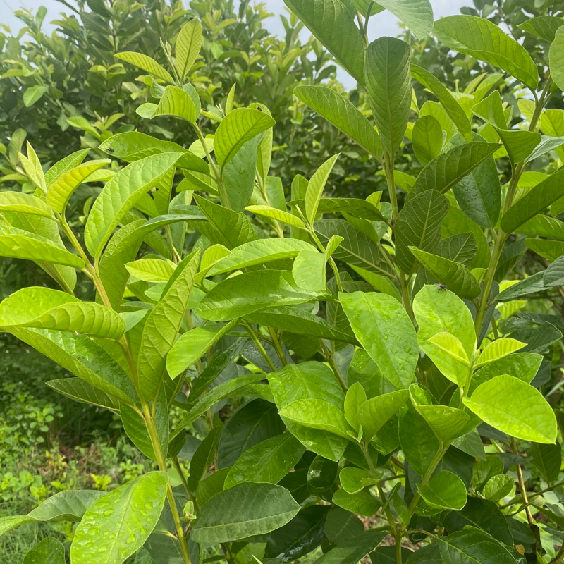 [1kg] Lá ỔI tươi hàng loại 1