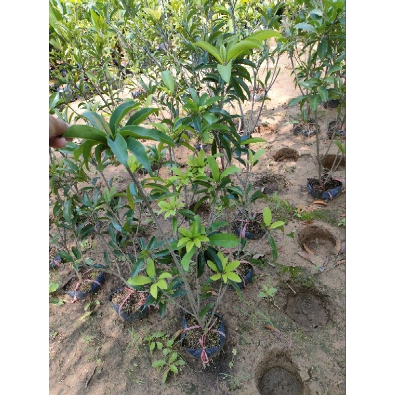 Cây hồng xiêm mexico ( sapoche mexico) giống ghép mau trái (Trung Tâm Cây Giống)