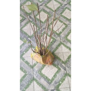 Cây giống hoa mua rừng như hình