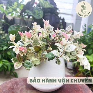 Cây thằn lằn var, cây trồng trong nhà trang trí nội thất vườn của an