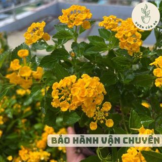Cây Ngũ sắc / Trâm ổi , cây giống đã có hoa, cây cảnh trồng sân vườn, lối đi, vườn của a