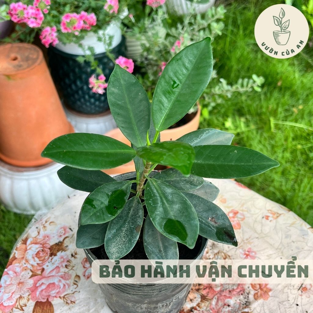 (Chậu nhựa) Si Nhật cây cảnh mini để bàn trồng trong nhà phong thuỷ hút tài lộc lọc không khí giá rẻ