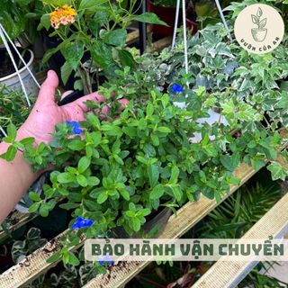Hoa Thanh tú, cây giống đã ra hoa, sai hoa lặp hoa quanh năm, trang trí sân vườn lối đi, vườn của An