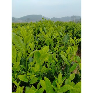 trà móc câu loại ngon 100g