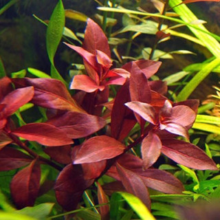 Cây thủy sinh Diệp tài hồng lá táo (lá cạn) dễ trồng không cần CO2 | Cây cắt cắm, cây thuỷ sinh