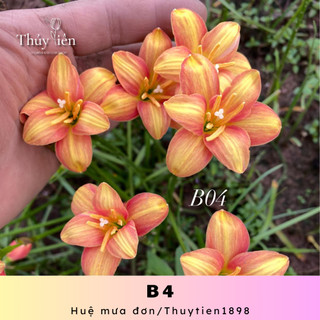 Huệ mưa đơn B4 chiêu tài dễ trồng