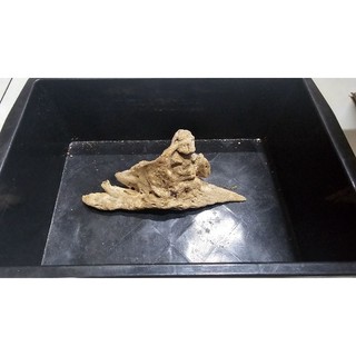 lũa san đá tự nhiên mini, trung , to