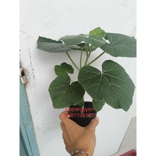 Hoả tốc Cây giống bí đỏ hồ lô ươm bầu như hình, chỉ giao tp hcm