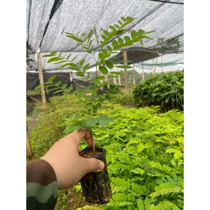 Cây giống gỗ cẩm lai