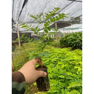 Cây giống gỗ cẩm lai