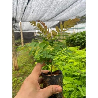 Cây giống gỗ cẩm lai