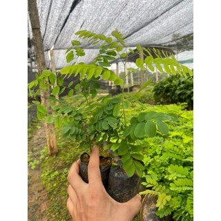 Cây giống gỗ cẩm lai