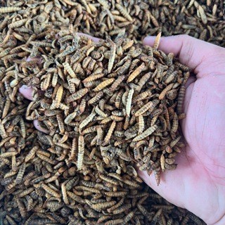 TÚI 500gram 1KG Sâu Canxi sấy phồng cho gà đá, hamster, cá cảnh, sóc bông, nhím KIẾN