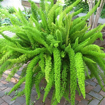 5 Hạt giống cây Tùng Đuôi Chồn (Trúc Thiên Môn)
