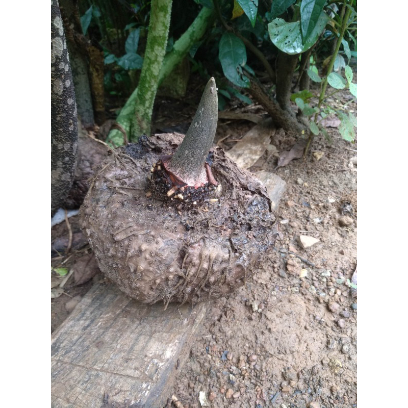 01 Củ giống cây khoai nưa cỡ lớn