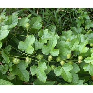 Hạt giống cây nhãn lồng ( lạc tiên - chùm bao )  - Gói 30 hạt