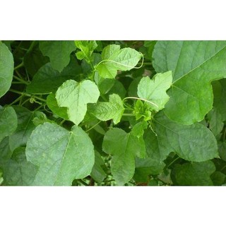Hạt giống cây nhãn lồng ( lạc tiên - chùm bao )  - Gói 30 hạt